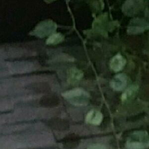 scarlettjane92free / scarlettjane992