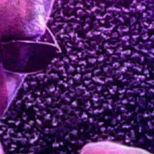 phoenyxthescorpiongod