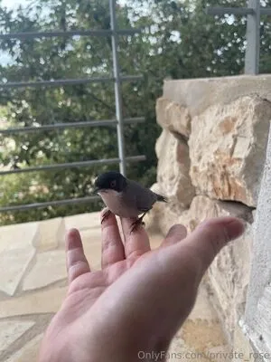 private_rose / private_rose.g