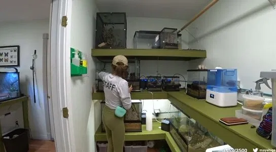 Maya / maya_higa / mayahiga