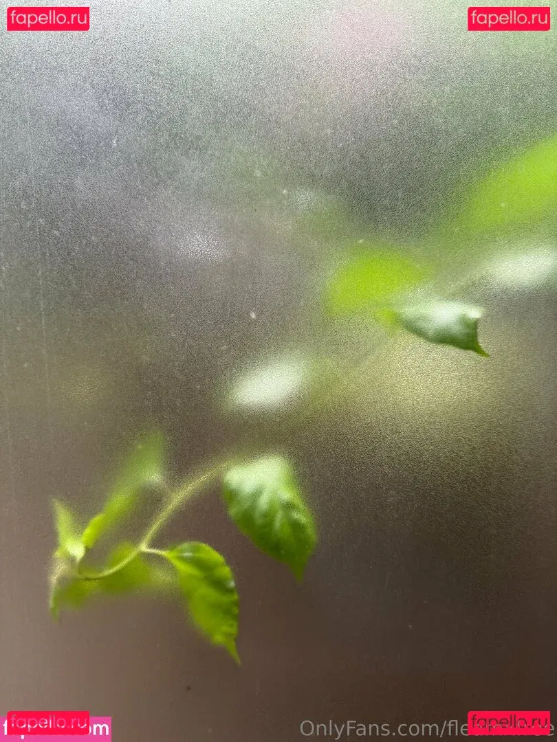 fleamxfree Onlyfans Photo Gallery 