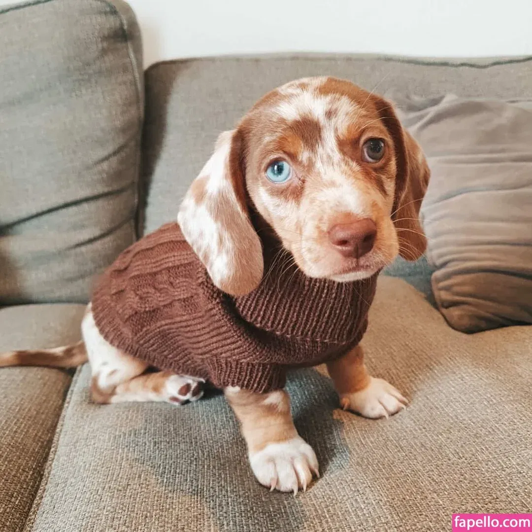 Coco Lodge Onlyfans Photo Gallery 