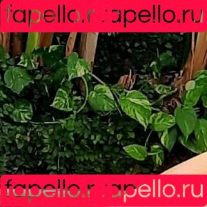 tammy_buns Onlyfans Photo Gallery 