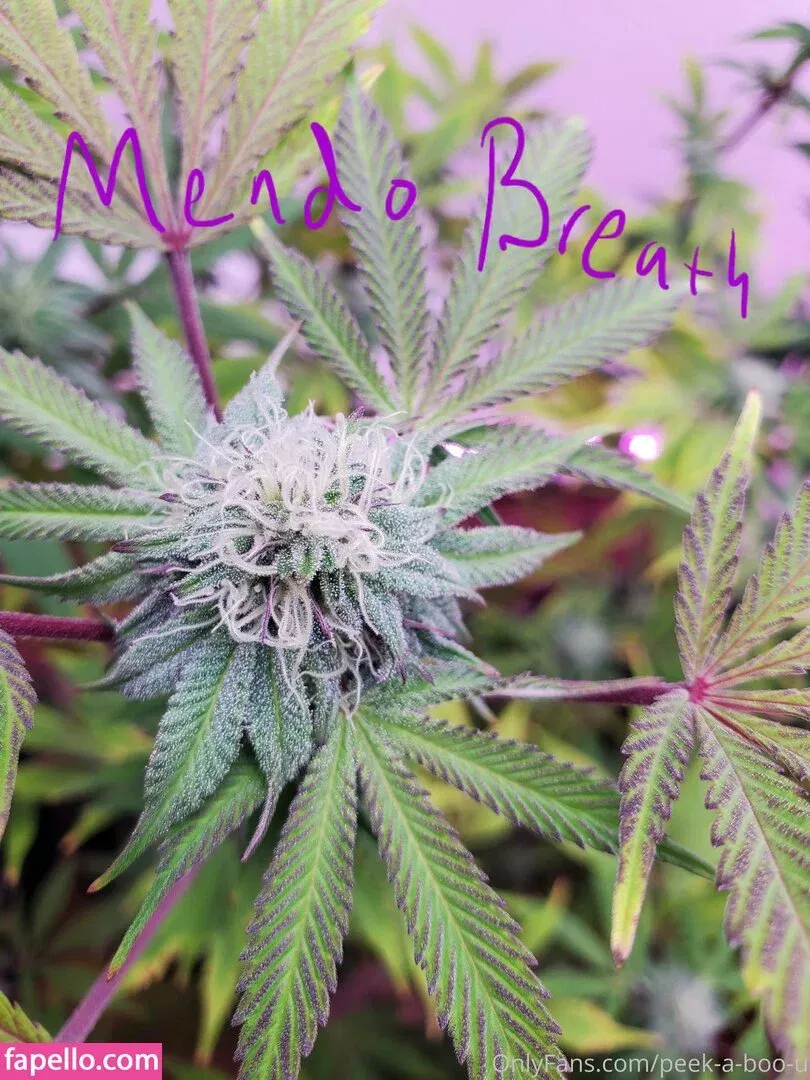 peek-a-boo-u Onlyfans Photo Gallery 