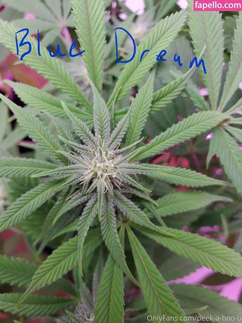 peek-a-boo-u Onlyfans Photo Gallery 