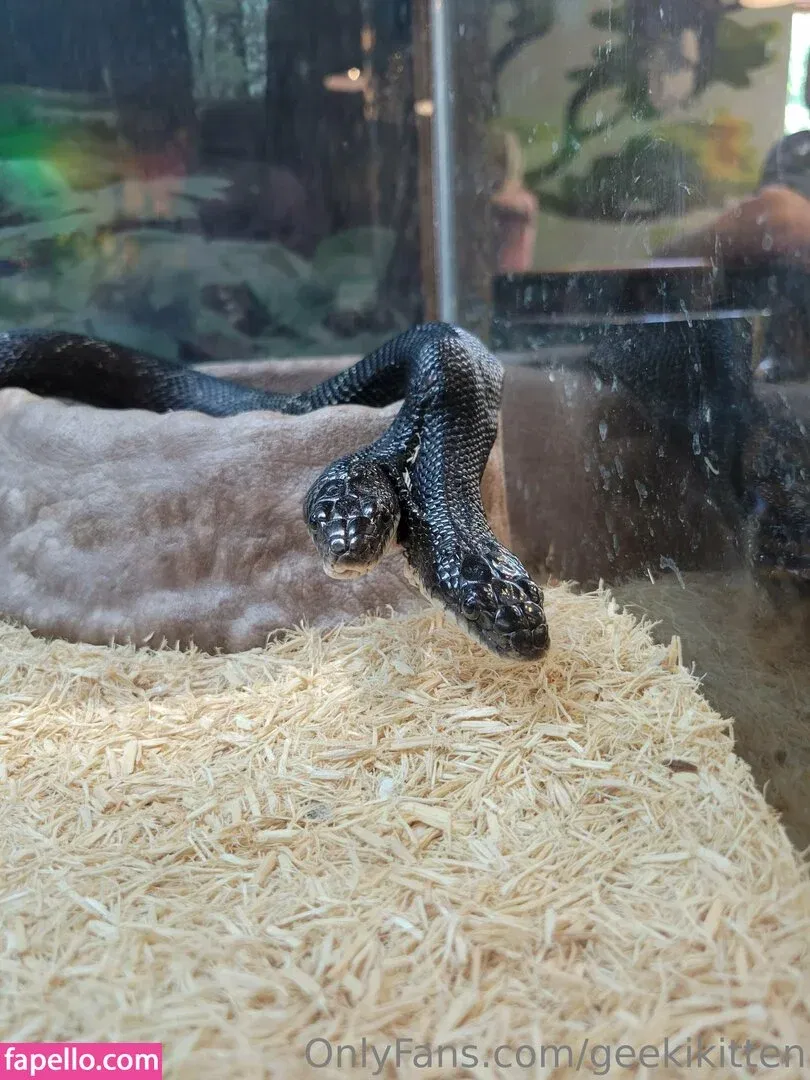 geekikitten Onlyfans Photo Gallery 