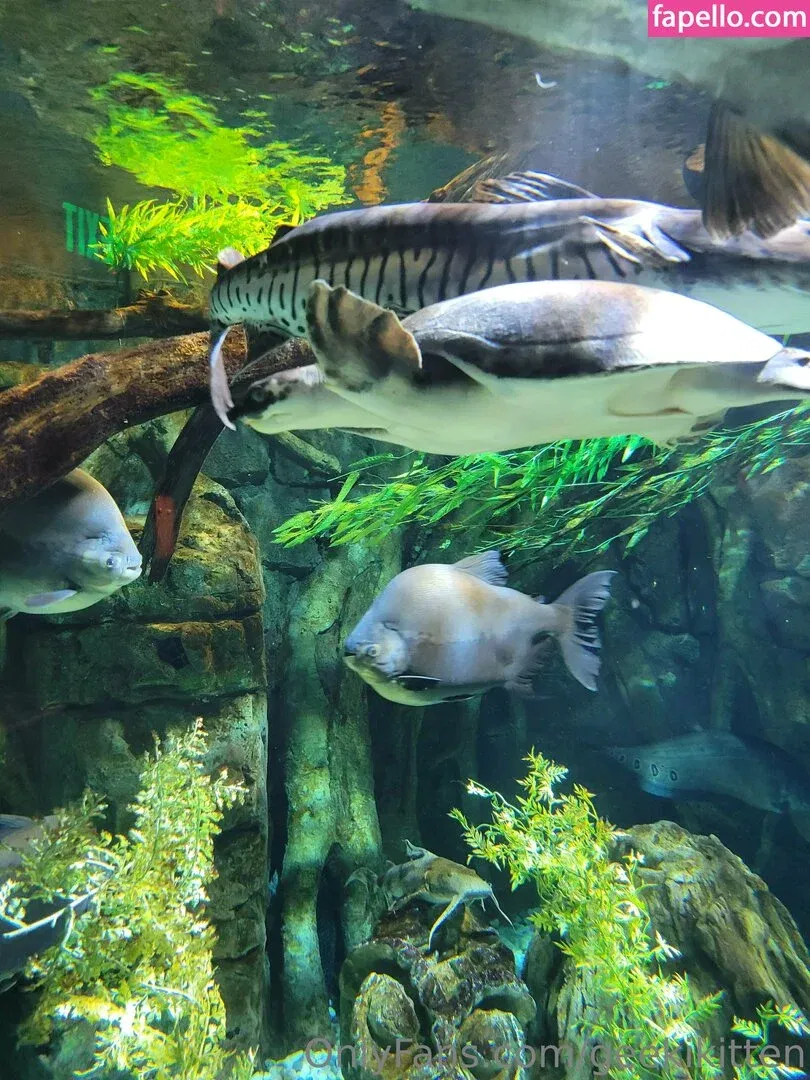 geekikitten Onlyfans Photo Gallery 