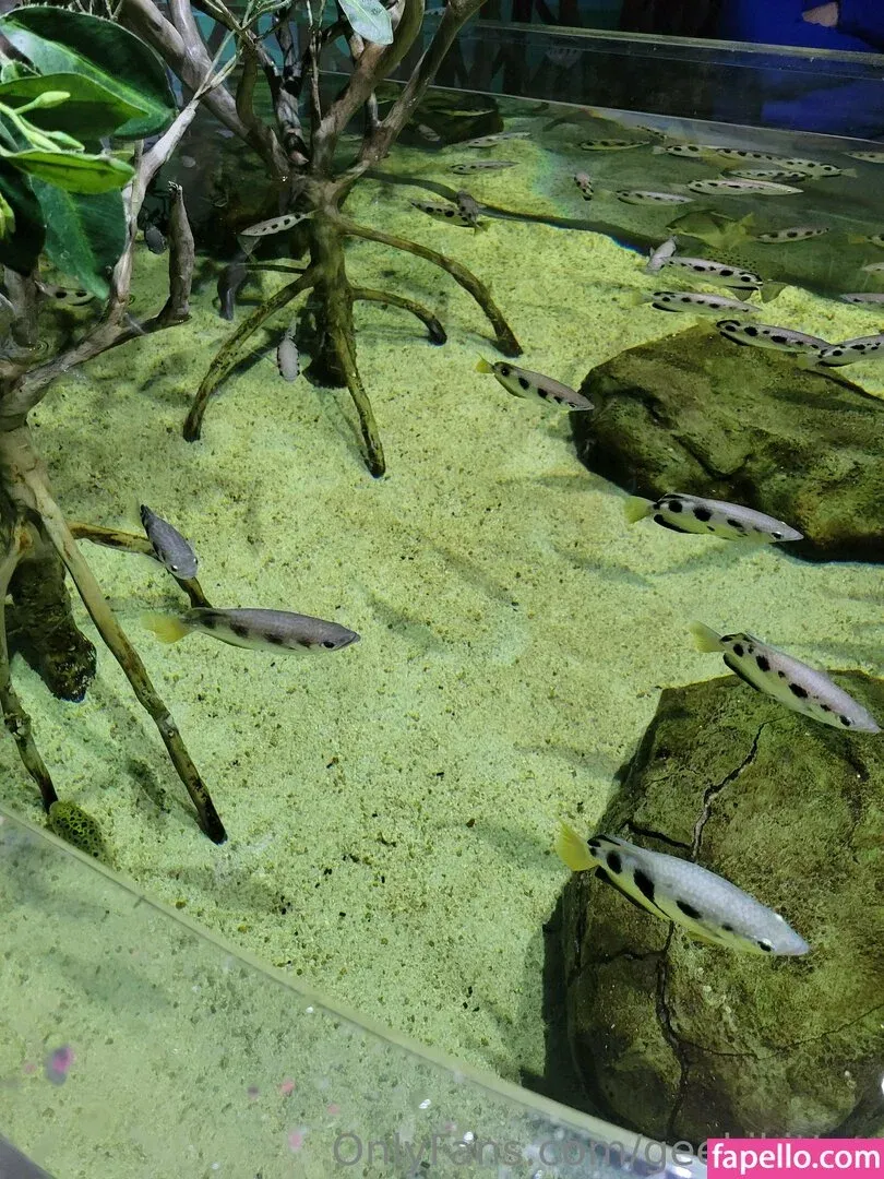 geekikitten Onlyfans Photo Gallery 