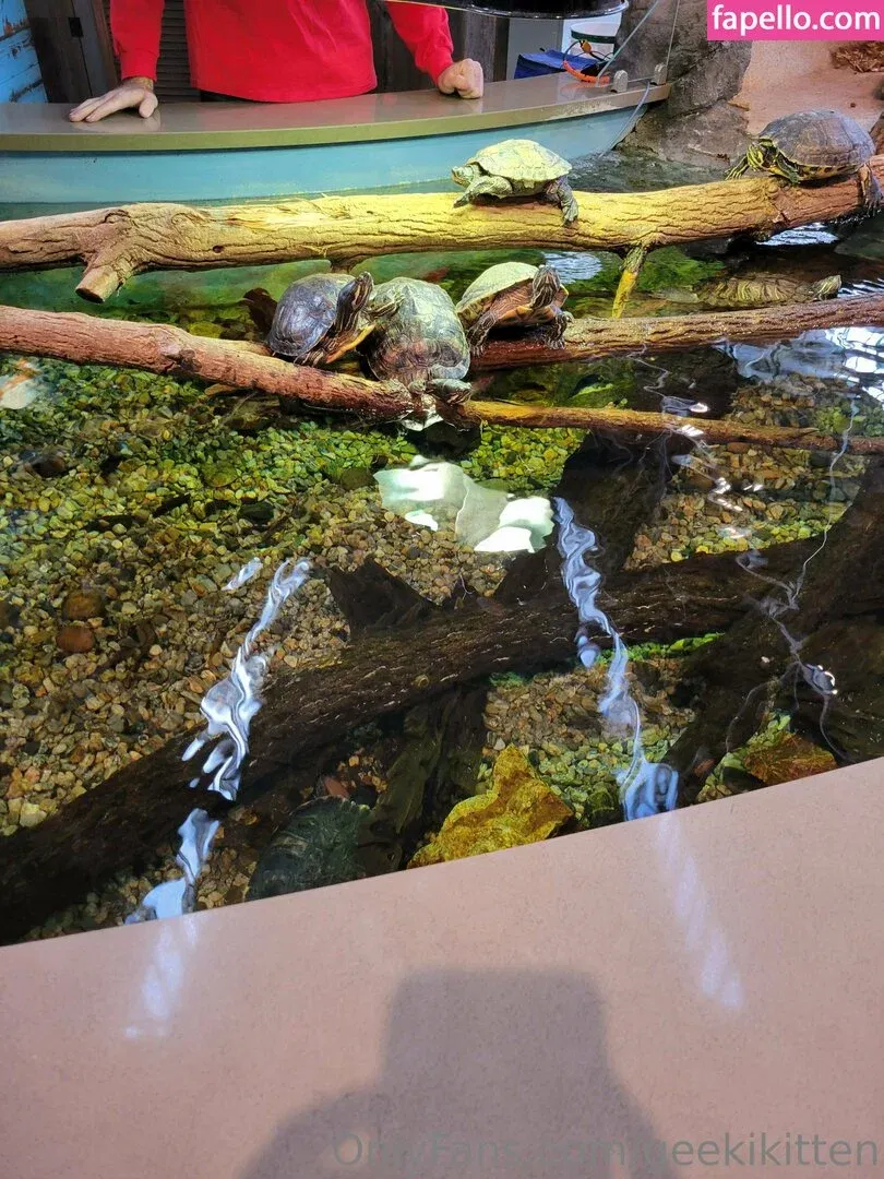 geekikitten Onlyfans Photo Gallery 