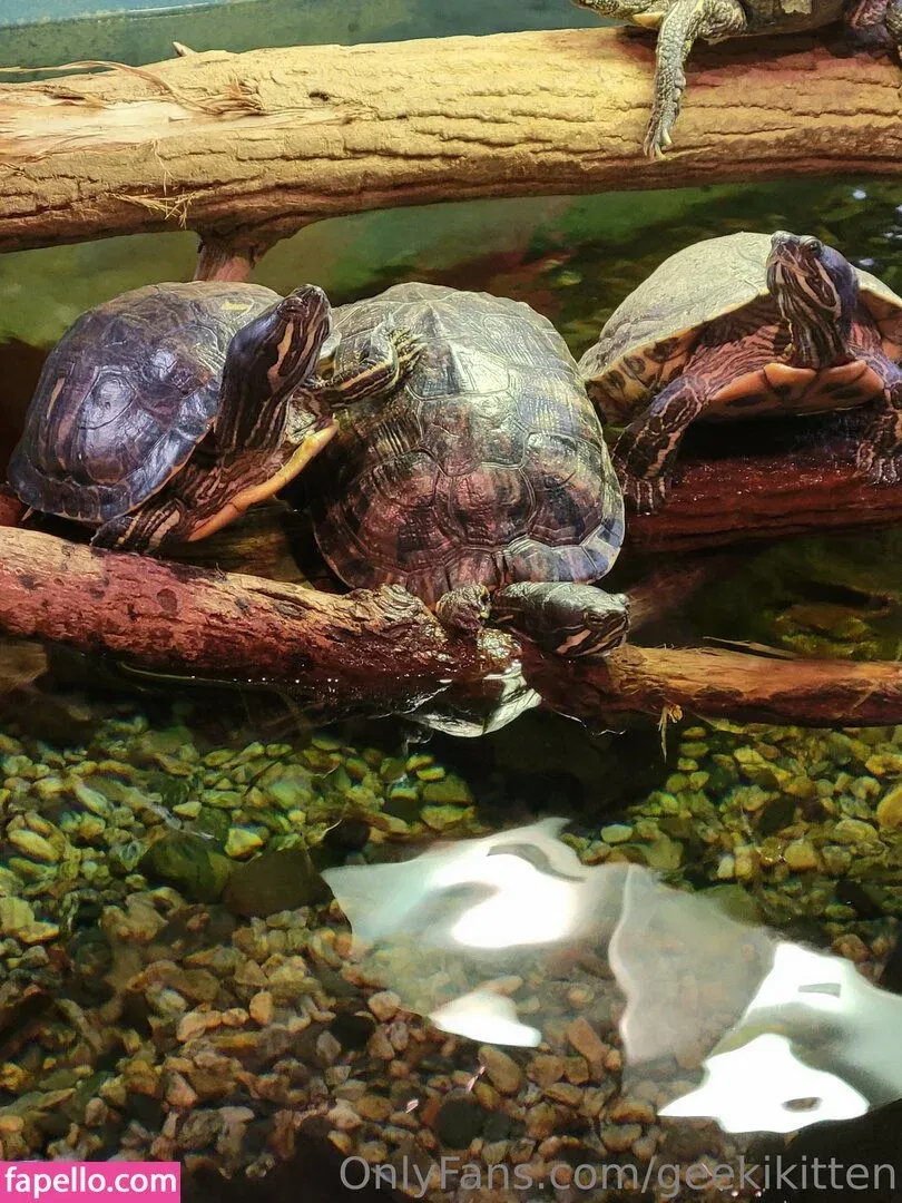 geekikitten Onlyfans Photo Gallery 