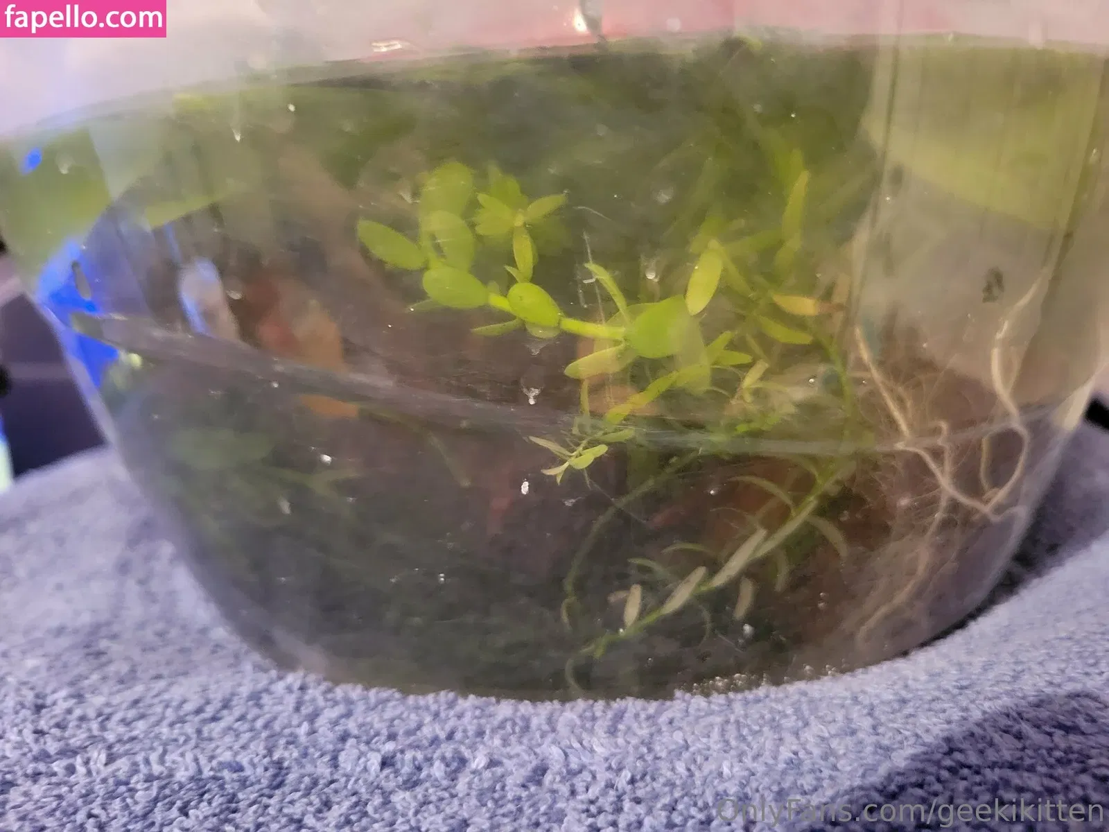 geekikitten Onlyfans Photo Gallery 