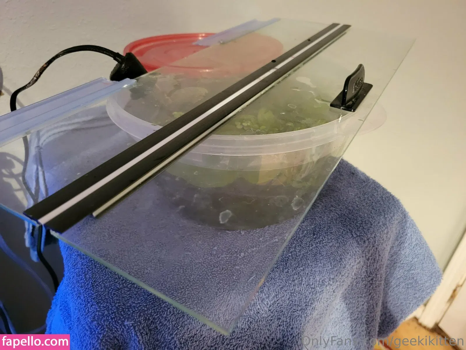 geekikitten Onlyfans Photo Gallery 