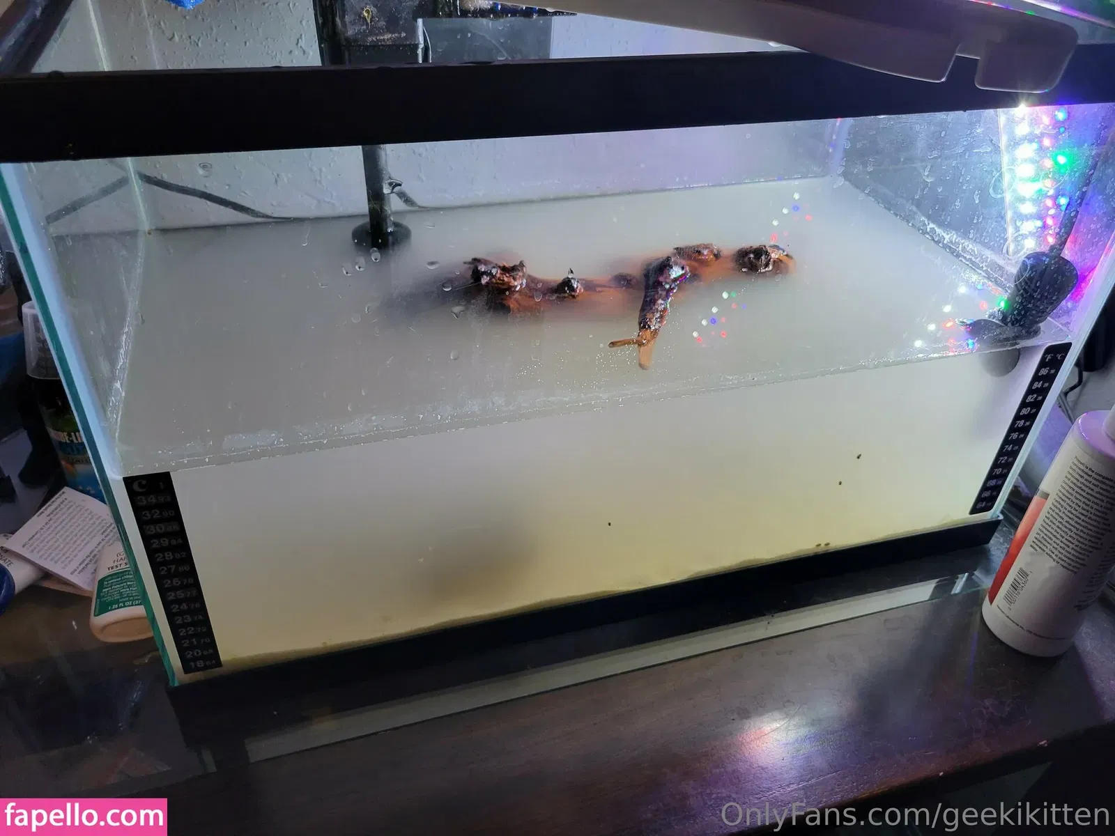 geekikitten Onlyfans Photo Gallery 