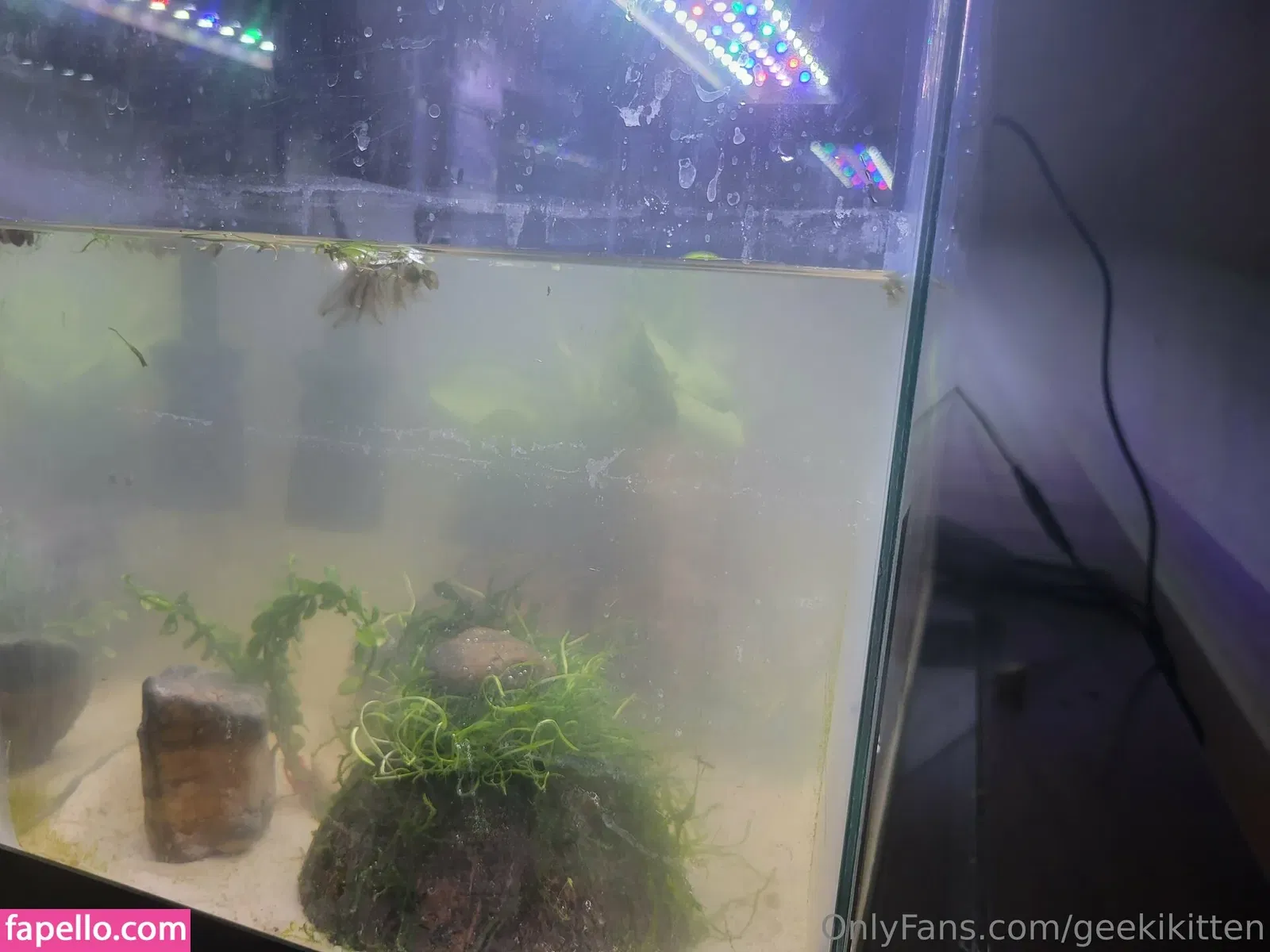 geekikitten Onlyfans Photo Gallery 