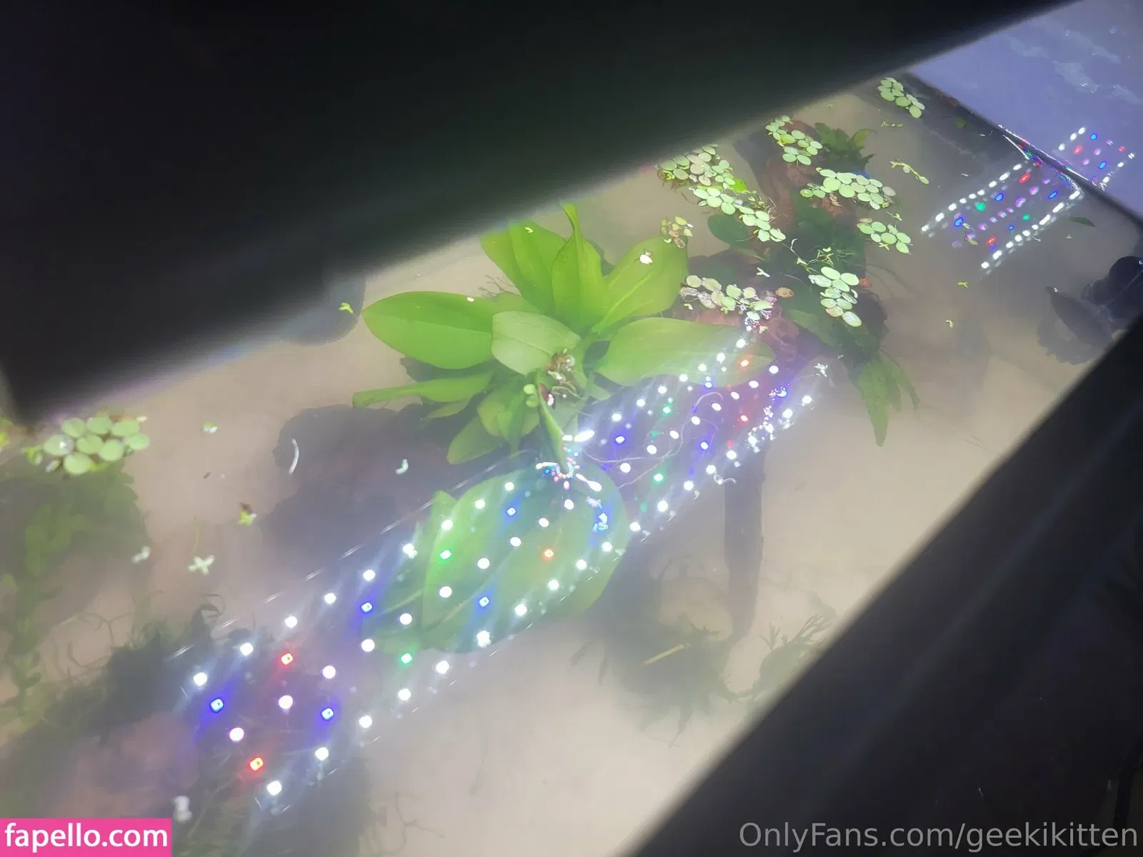 geekikitten Onlyfans Photo Gallery 