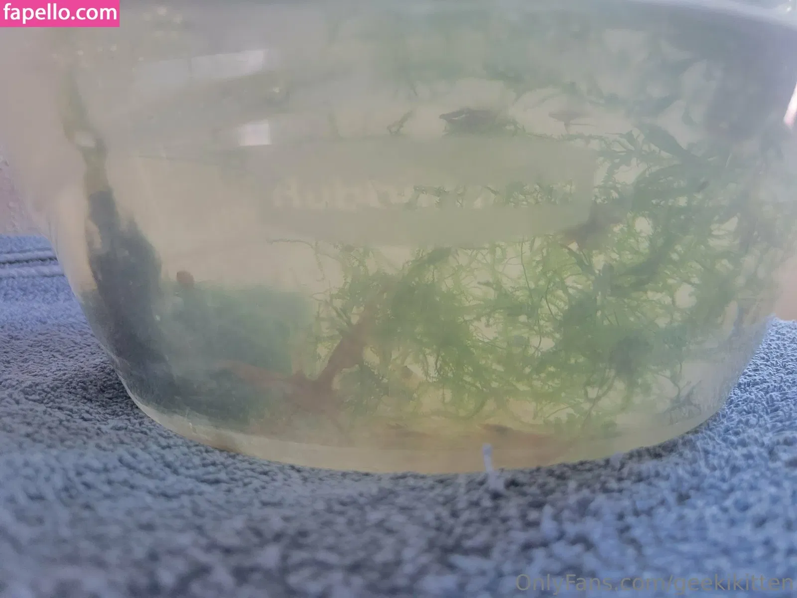 geekikitten Onlyfans Photo Gallery 