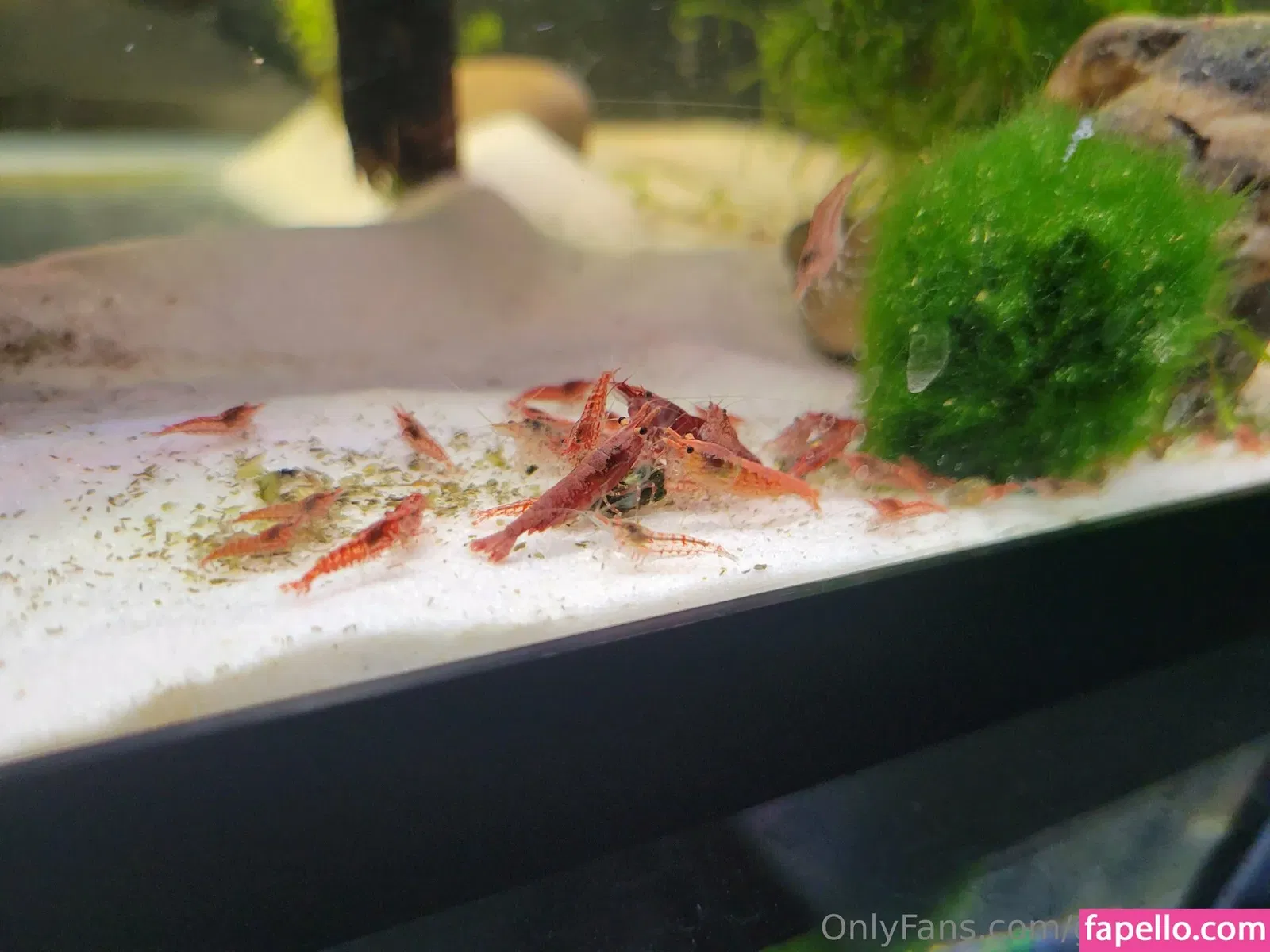 geekikitten Onlyfans Photo Gallery 