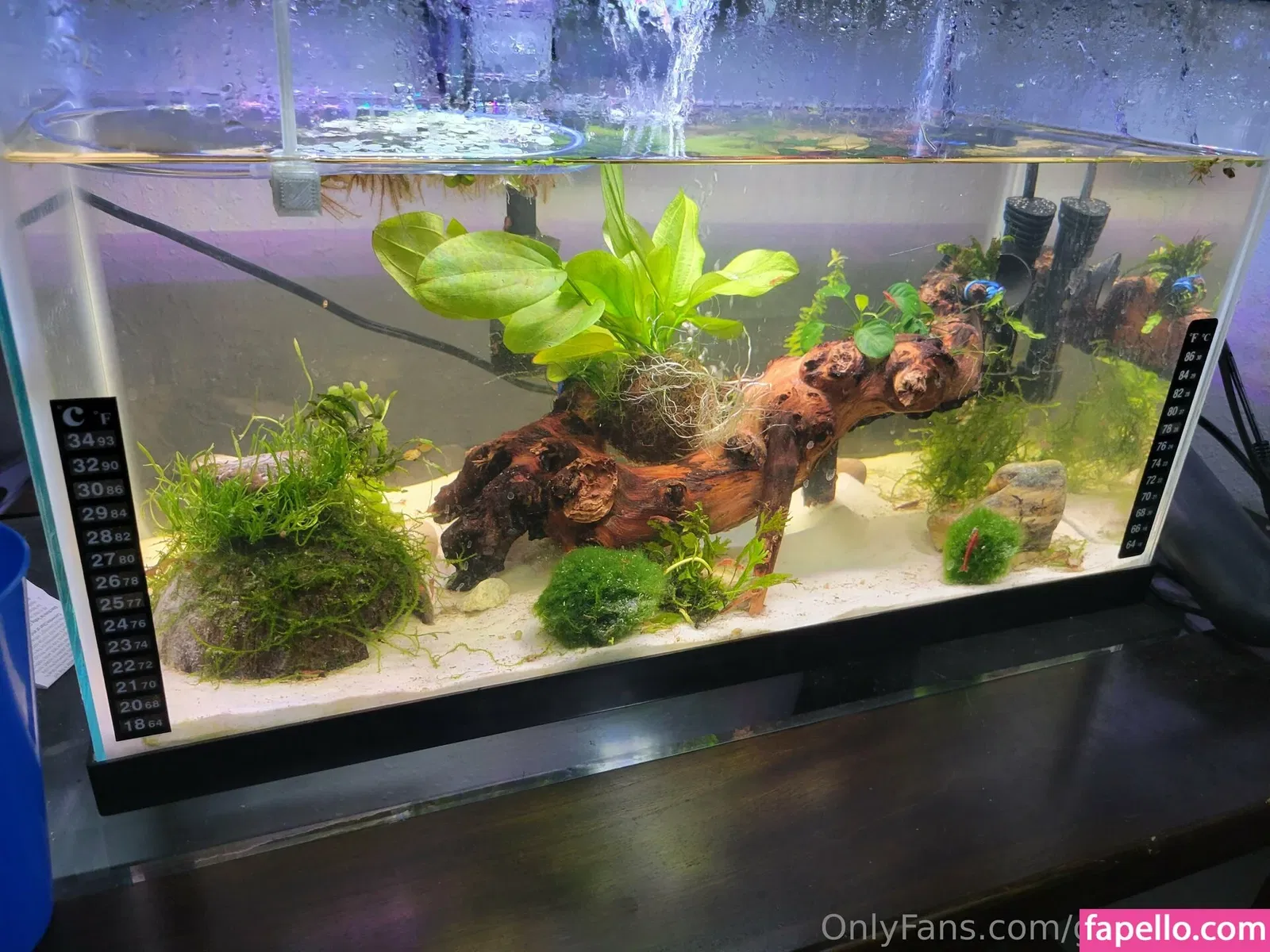 geekikitten Onlyfans Photo Gallery 