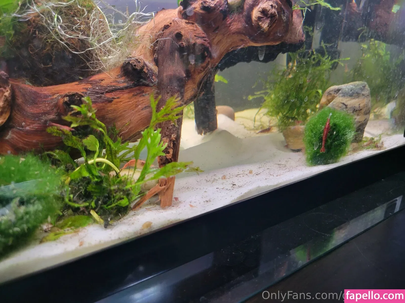 geekikitten Onlyfans Photo Gallery 