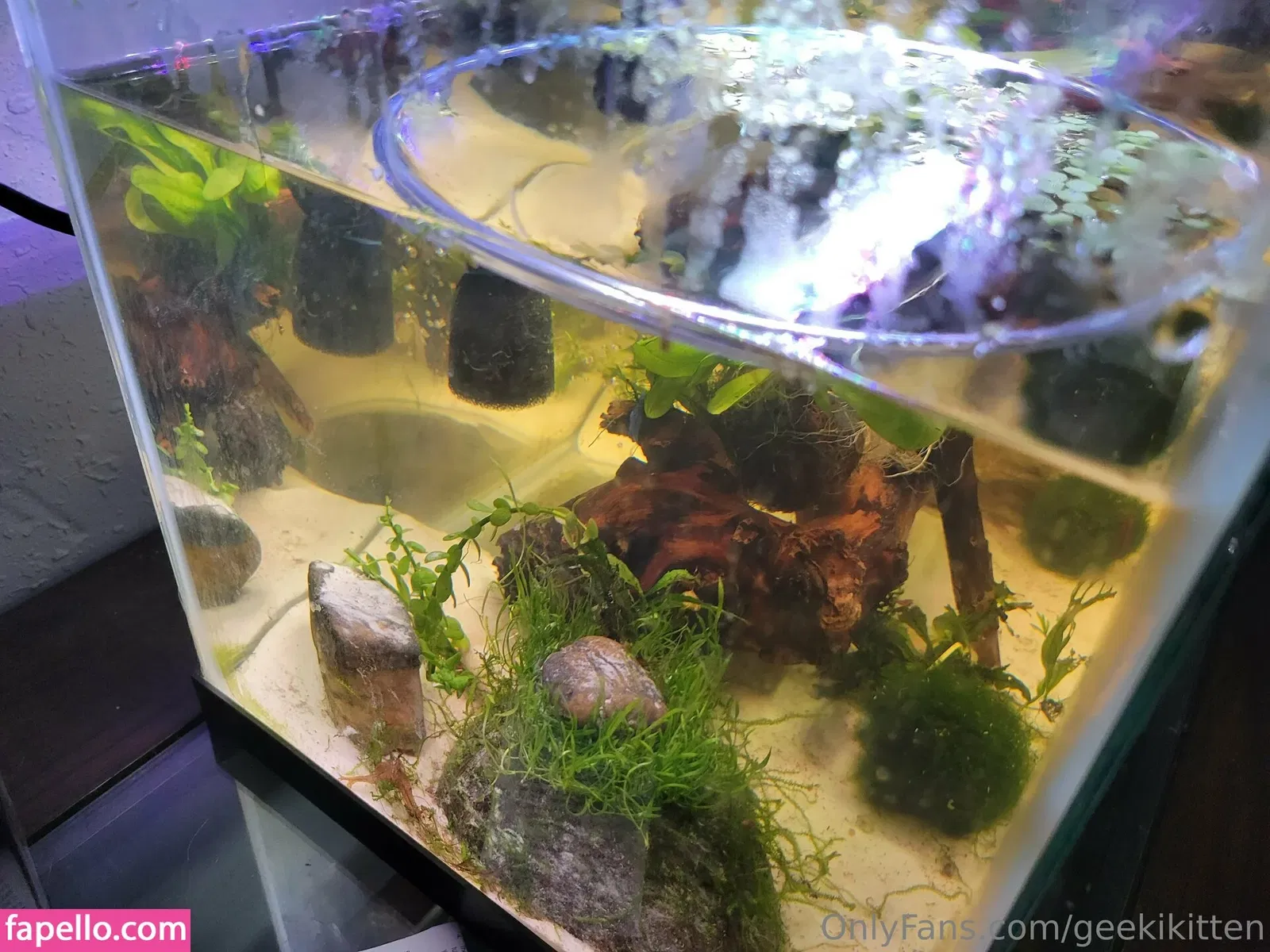 geekikitten Onlyfans Photo Gallery 