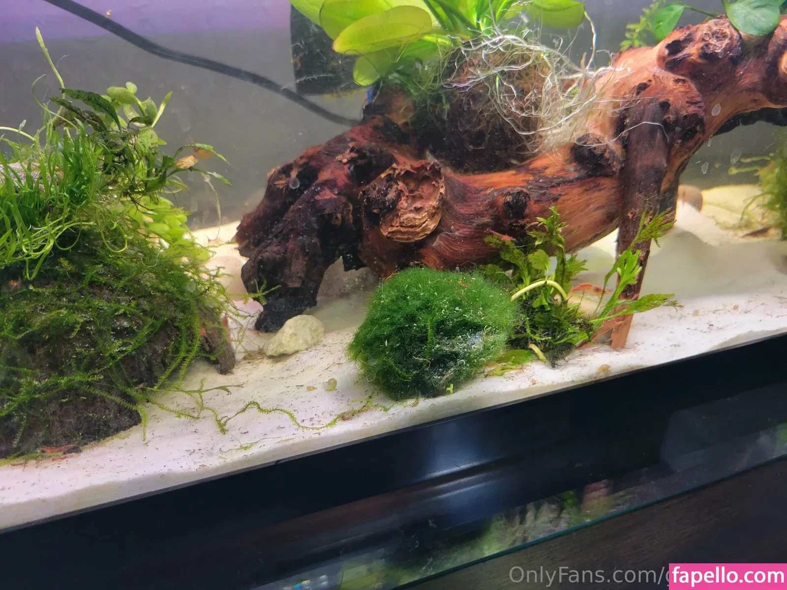 geekikitten Onlyfans Photo Gallery 