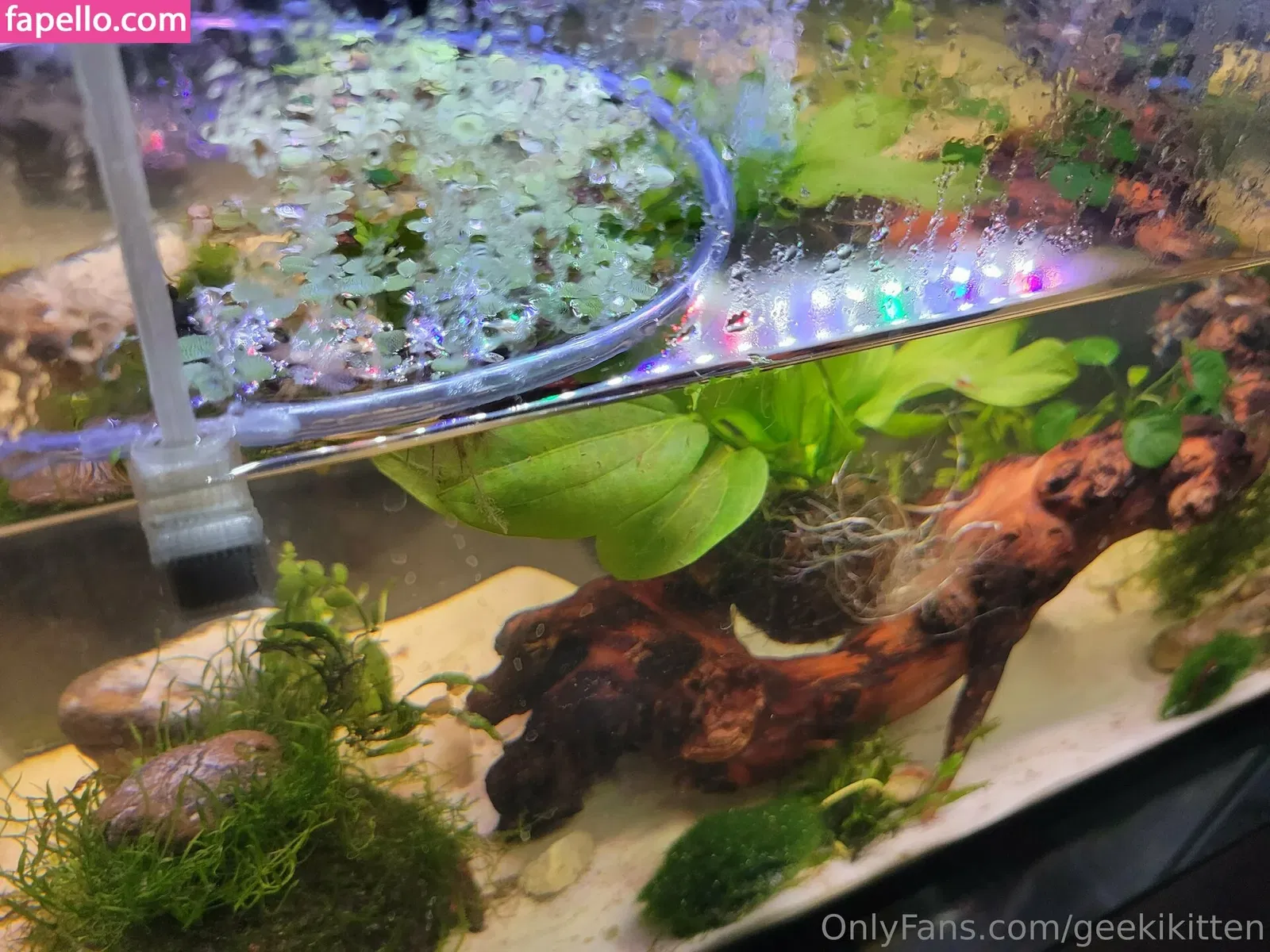 geekikitten Onlyfans Photo Gallery 