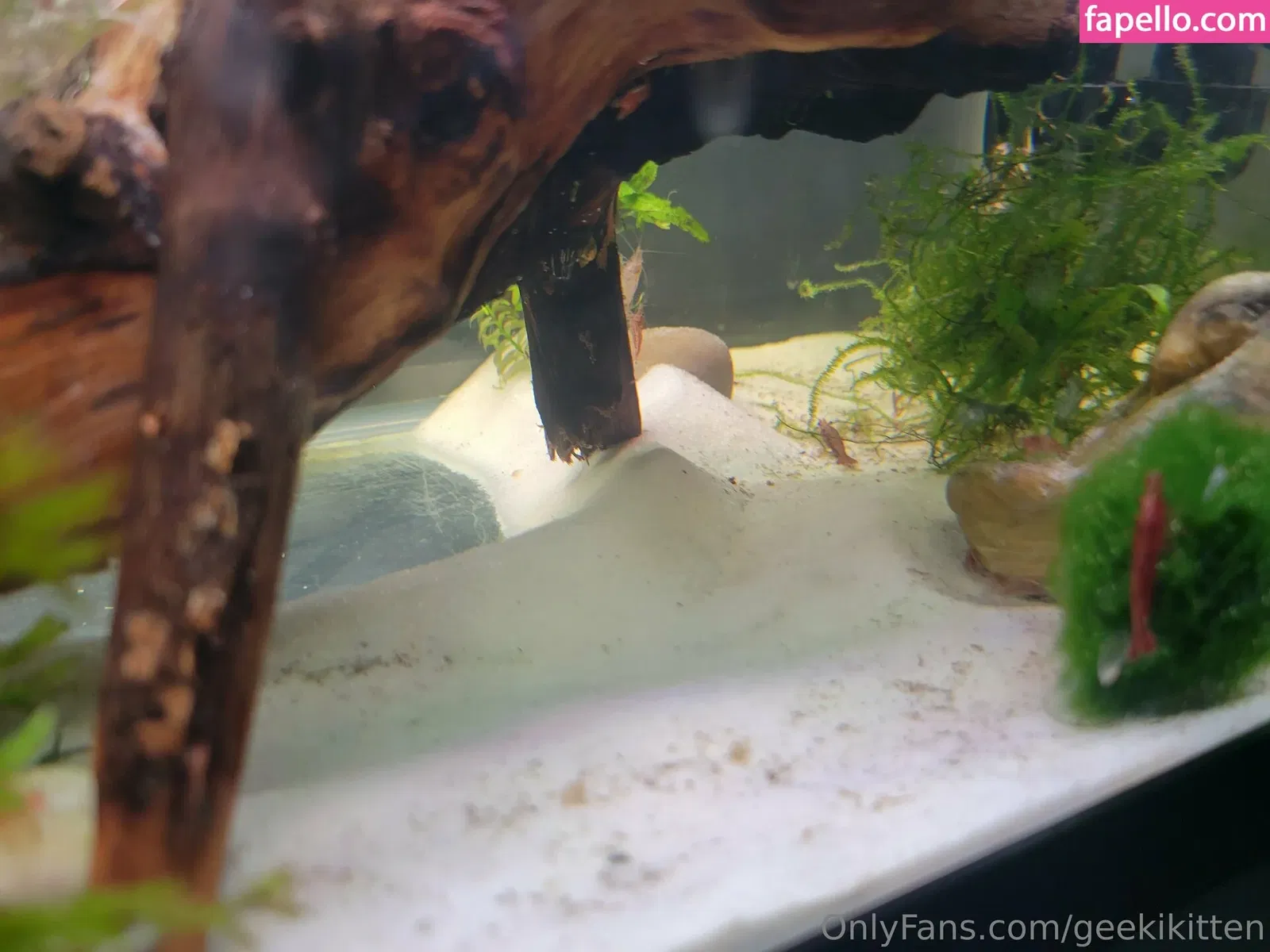 geekikitten Onlyfans Photo Gallery 