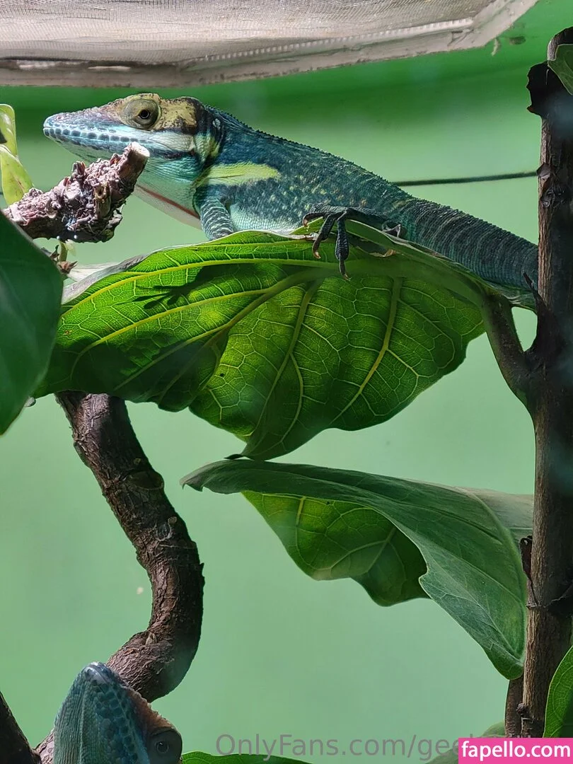 geekikitten Onlyfans Photo Gallery 