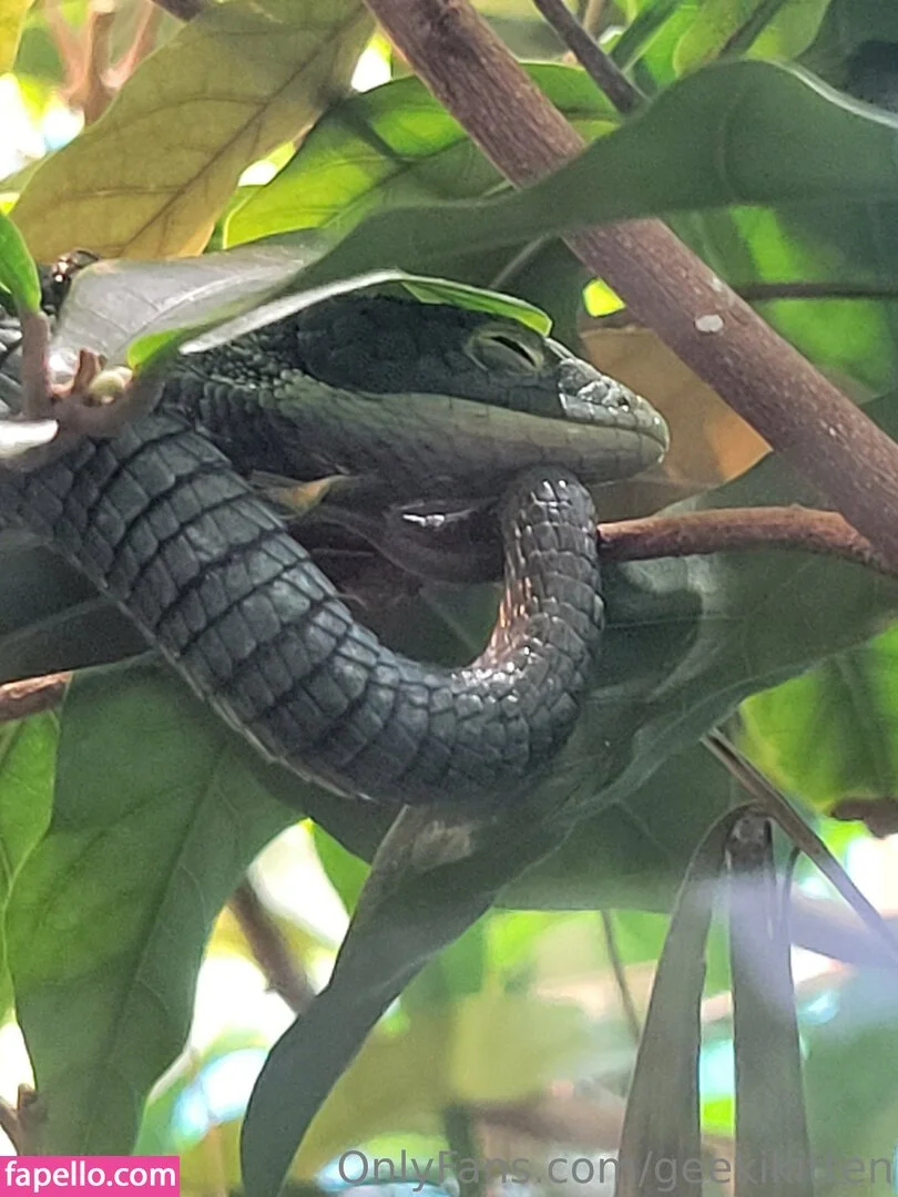 geekikitten Onlyfans Photo Gallery 