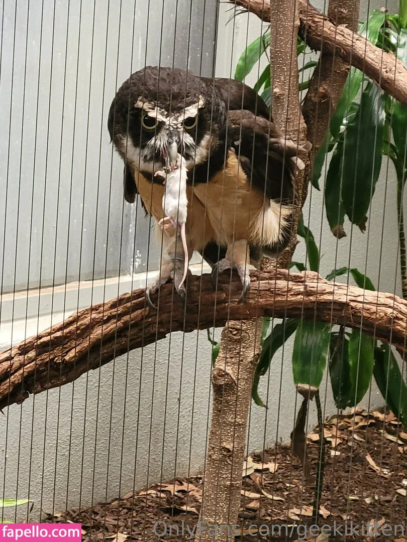 geekikitten Onlyfans Photo Gallery 