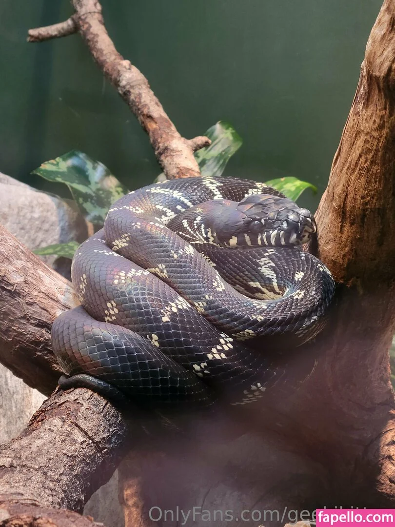 geekikitten Onlyfans Photo Gallery 