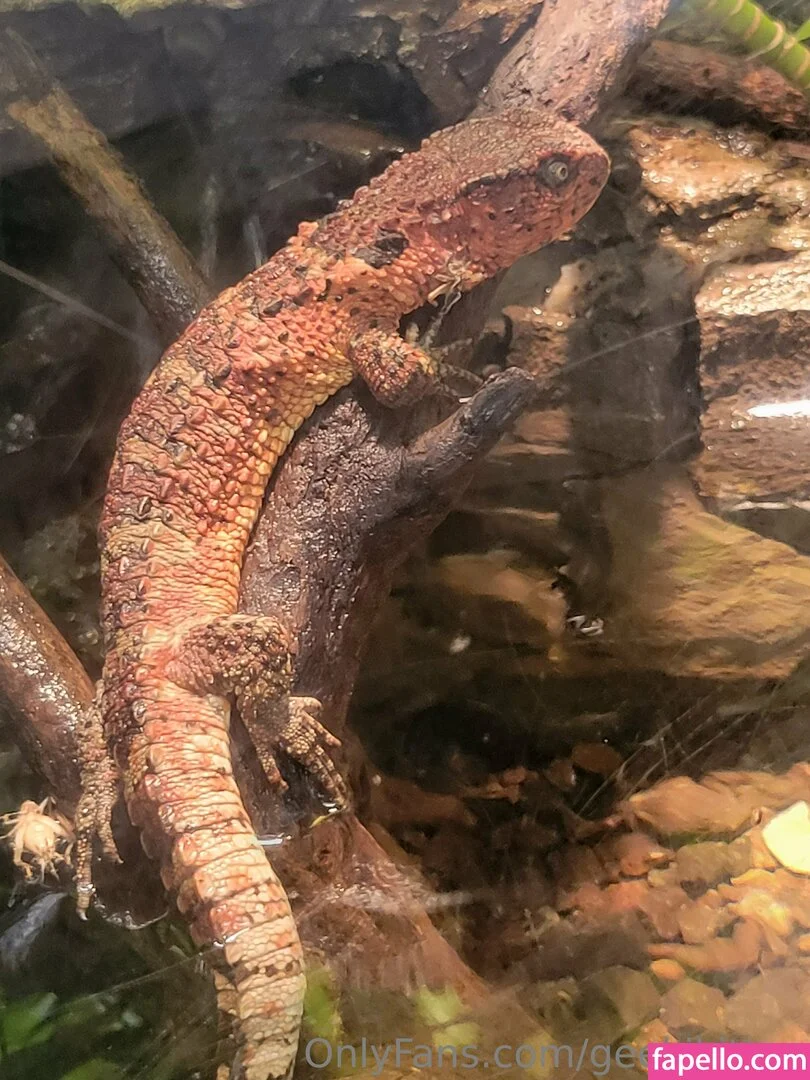 geekikitten Onlyfans Photo Gallery 