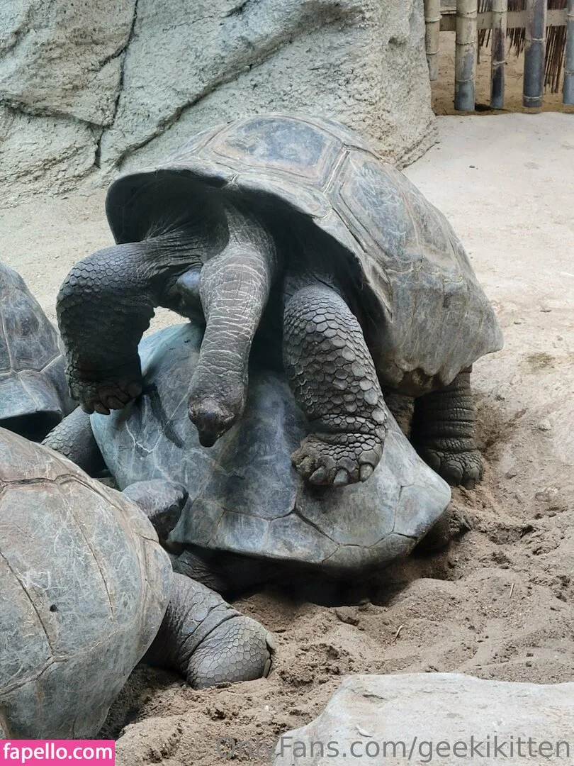 geekikitten Onlyfans Photo Gallery 