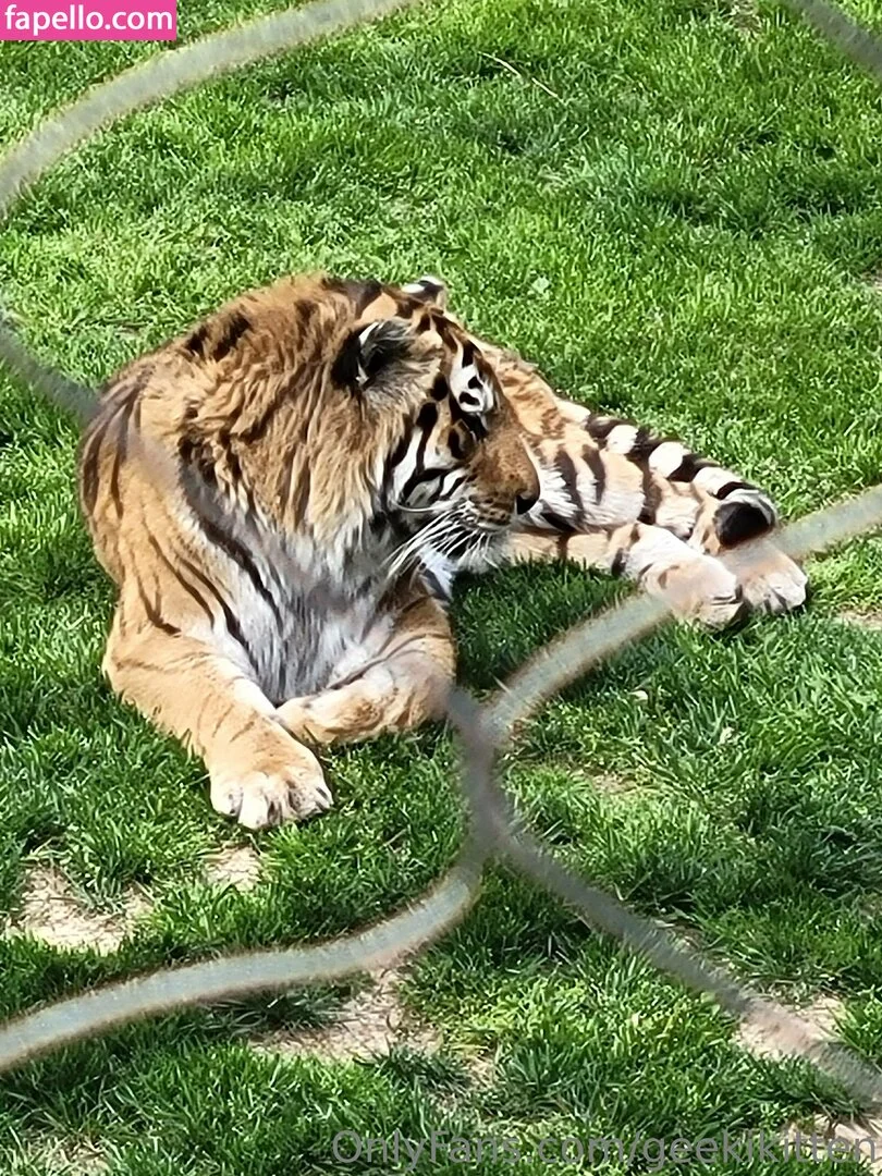 geekikitten Onlyfans Photo Gallery 