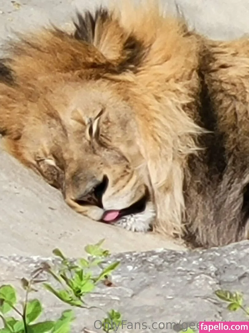 geekikitten Onlyfans Photo Gallery 