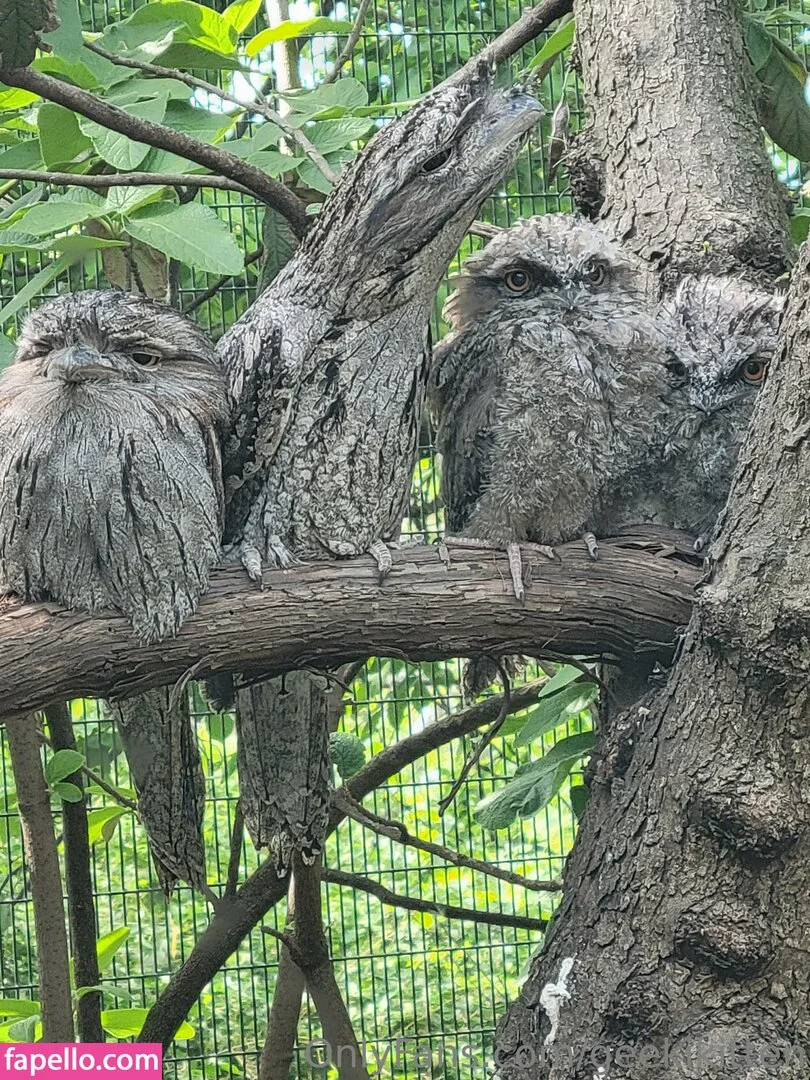 geekikitten Onlyfans Photo Gallery 