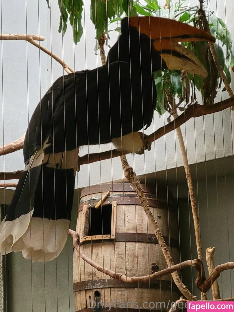 geekikitten Onlyfans Photo Gallery 