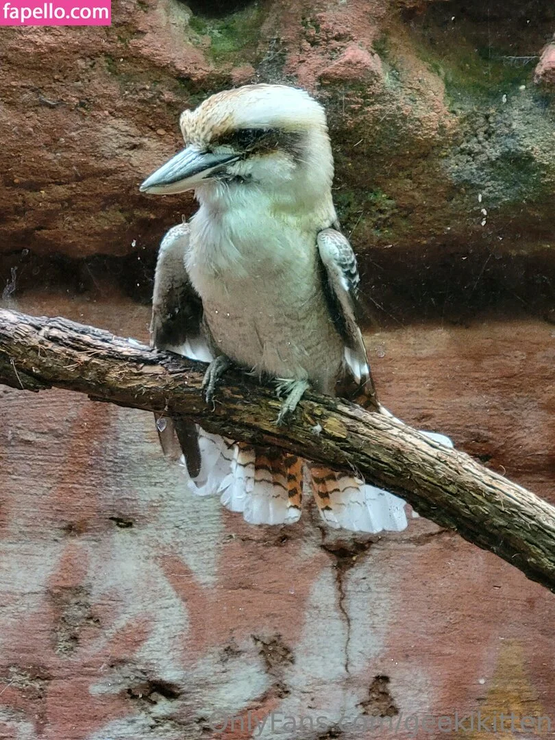 geekikitten Onlyfans Photo Gallery 