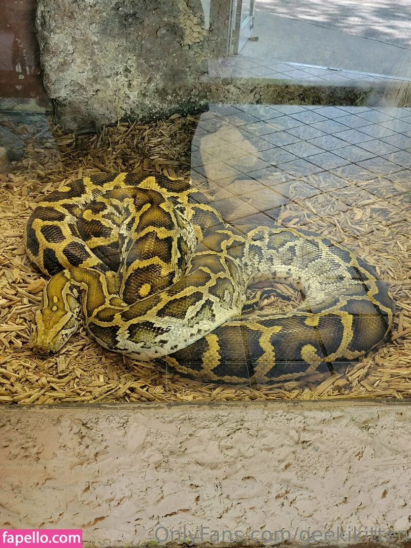 geekikitten Onlyfans Photo Gallery 