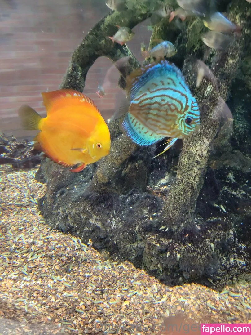 geekikitten Onlyfans Photo Gallery 