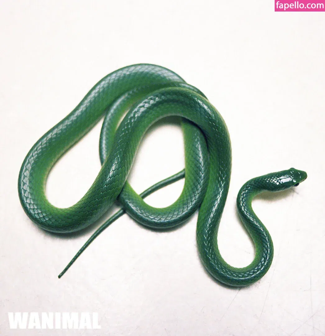 Wanimal Models Onlyfans Photo Gallery 