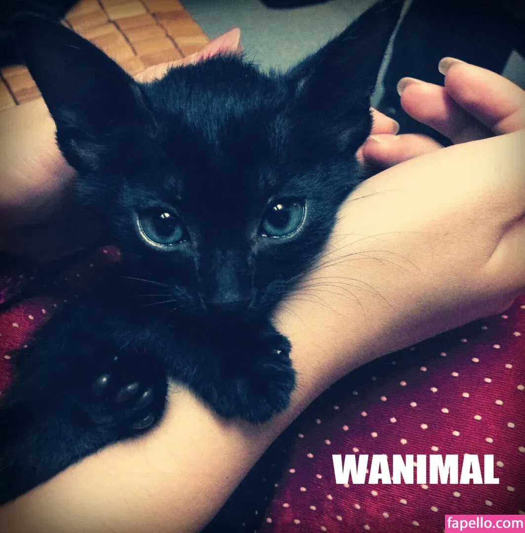 Wanimal Models Onlyfans Photo Gallery 