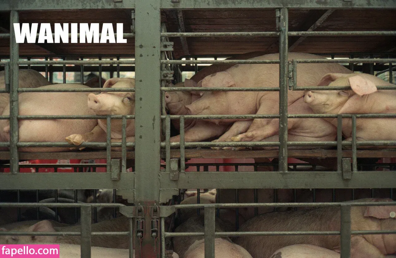 Wanimal Models Onlyfans Photo Gallery 