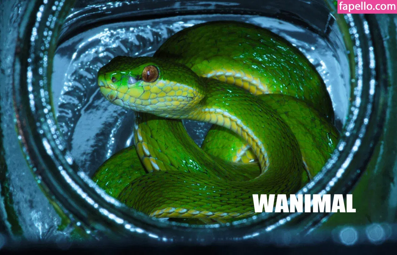 Wanimal Models Onlyfans Photo Gallery 