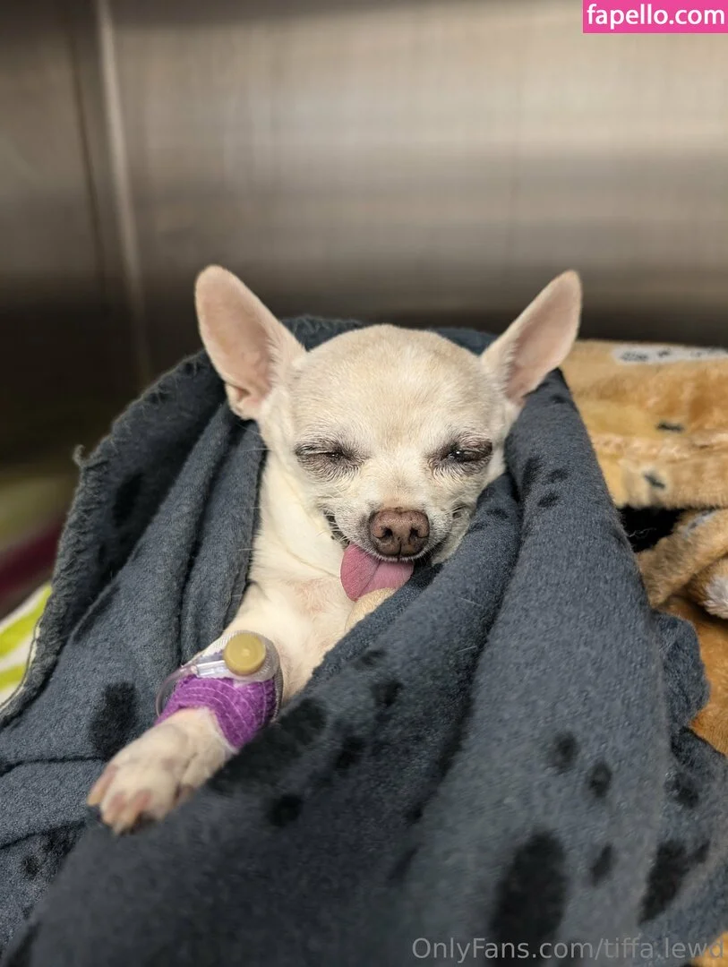 tiffa.lewd Onlyfans Photo Gallery 