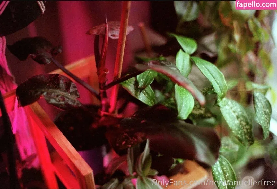 hennanuellerfree Onlyfans Photo Gallery 