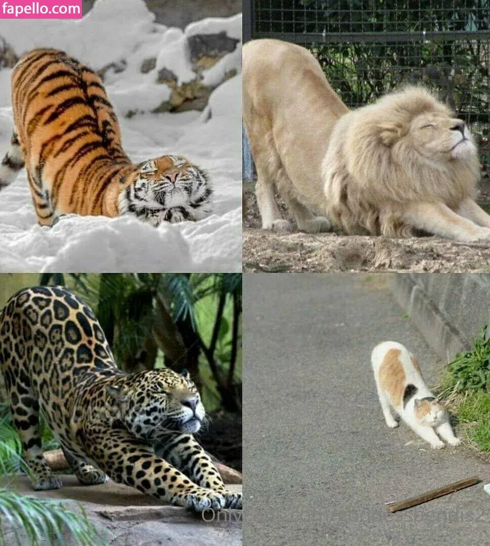 goddessbendis2 Onlyfans Photo Gallery 