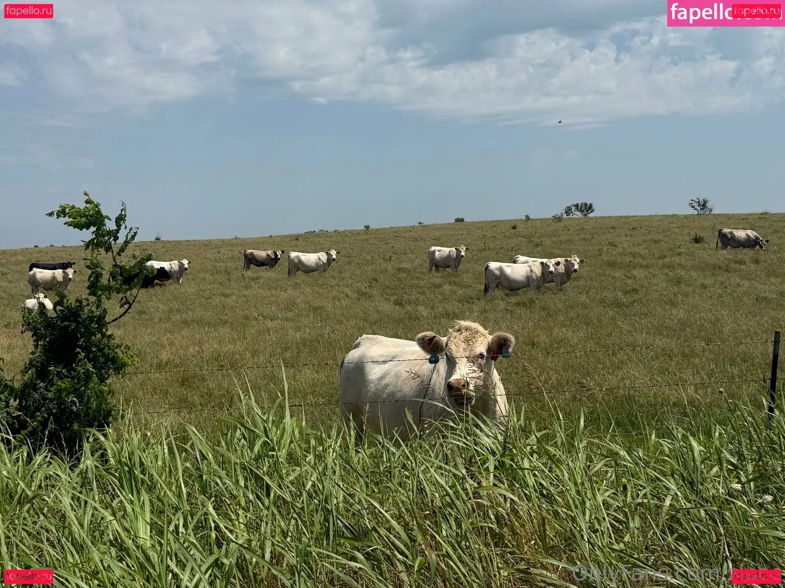 zipos Onlyfans Photo Gallery 