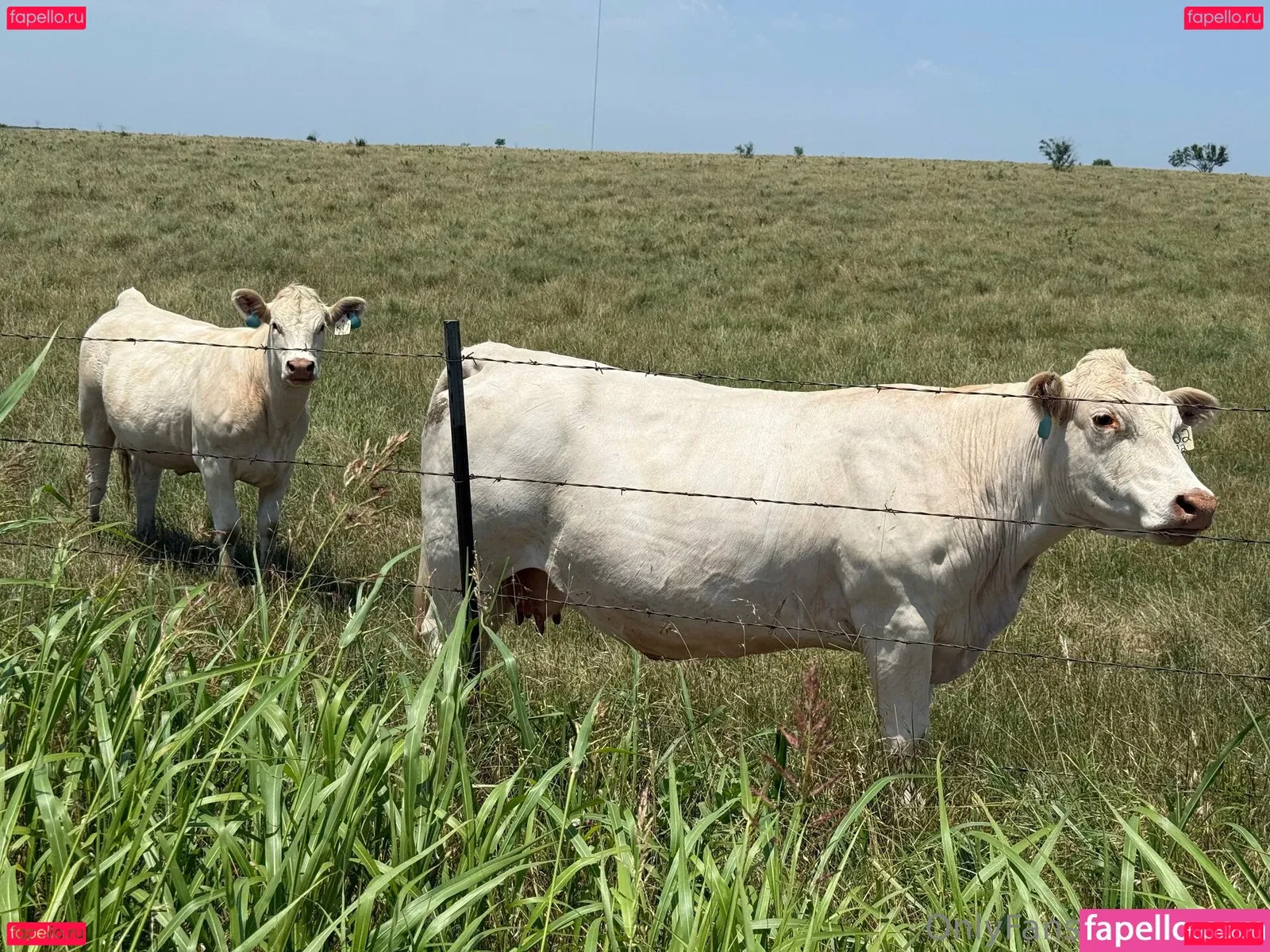 zipos Onlyfans Photo Gallery 