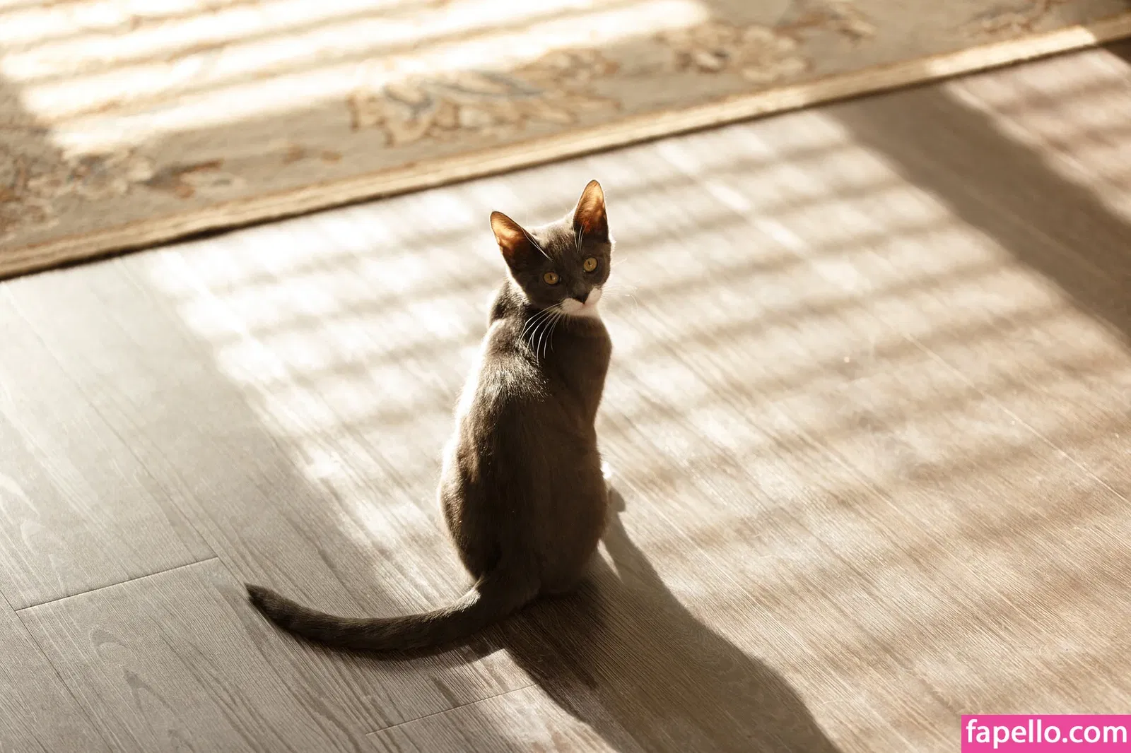 Zishy Onlyfans Photo Gallery 